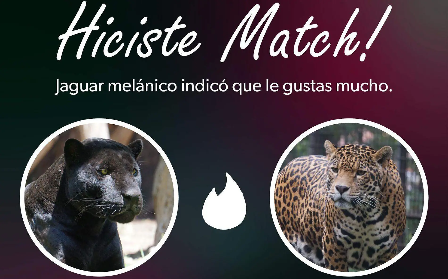 Pareja de jaguares